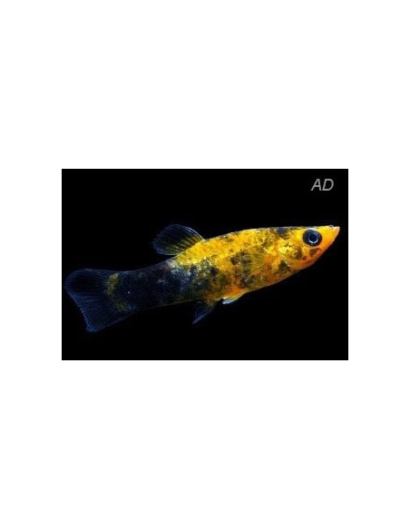 Molly latipinna Gold Spotted (Poecilia latipinna Gold Spotted) 4-5cm