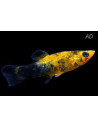 Molly latipinna Gold Spotted (Poecilia latipinna Gold Spotted) 4-5cm