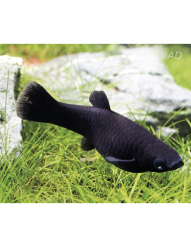 Poecilia Latipinna Black Molly 4-5cm