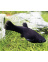 Poecilia Latipinna Black Molly 4-5cm
