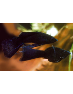 Molly latipinna Black Molly Lyretail (Poecilia latipinna Black Molly Lyretail) 4-5cm