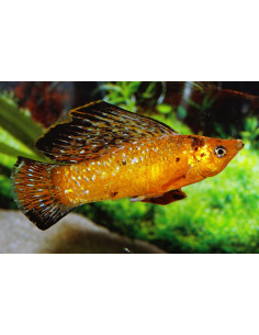 Molly velifera Red Leopard (Poecilia velifera Red Leopard) 4-5cm