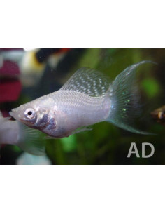 Molly velifera Silver Lyretail (Poecilia velifera Silver Lyretail) 4-5cm