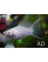 Poecilia Velifera Silver Lyretail 4-5cm