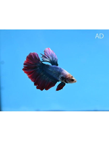 Betta mâle Halfmoon Mix (Betta splendens Halfmoon Mix) 4-5cm