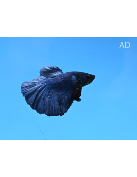 Betta mâle Halfmoon Blue (Betta splendens Halfmoon Blue) 4-5cm