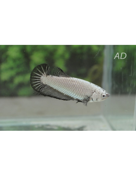 Betta Female Fancy Mix 2,5-3,5cm