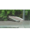 Betta Female Fancy Mix 2,5-3,5cm