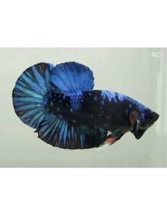 Betta Male Avatar 4-5cm