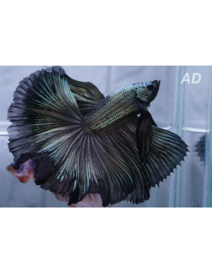 Betta Male Black Dragon Superdelta 4-5cm