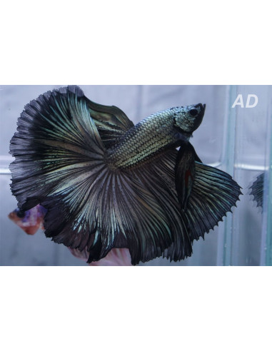 Betta Male Black Dragon Superdelta 4-5cm
