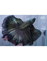 Betta Male Black Dragon Superdelta 4-5cm