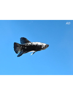 Betta Male Black Samurai 4-5cm