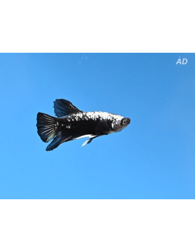 Betta Male Black Samurai 4-5cm