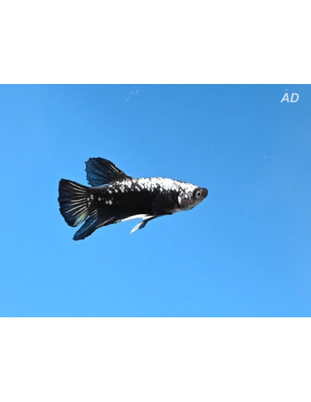 Betta Male Black Samurai 4-5cm
