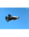 Betta Male Black Samurai 4-5cm