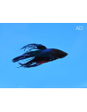 Betta mâle Crowntail Mix (Betta splendens Crowntail Mix) 4-5cm