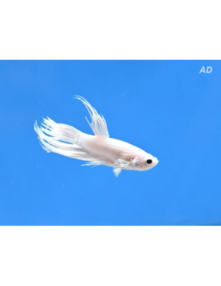 Betta mâle Crowntail Platinum (Betta splendens Crowntail Platinum) 4-5cm