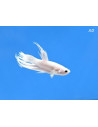 Betta mâle Crowntail Platinum (Betta splendens Crowntail Platinum) 4-5cm