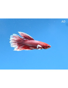 Betta Male Halfmoon Lavender Bigear 4-5cm