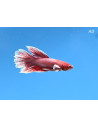 Betta mâle Halfmoon Lavender Bigear (Betta splendens Halfmoon Lavender Bigear) 4-5cm