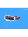 Betta mâle Lavender Bigear (Betta splendens Lavender Bigear) 4-5cm