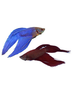 Betta mâle Longfin Mix (Betta splendens LF Mix) 4-5cm