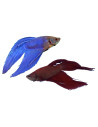 Betta Male Lf Mix 4-5 Cm