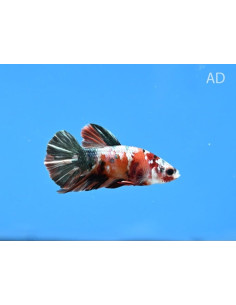 Betta mâle Nemo Copper (Betta splendens Nemo Copper) 4-5cm