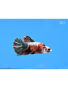 Betta mâle Nemo Copper (Betta splendens Nemo Copper) 4-5cm