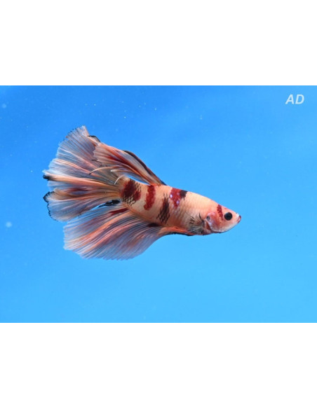 Betta mâle Nemo Superdelta (Betta splendens Nemo Superdelta) 4-5cm