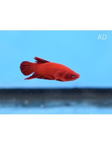 Betta mâle PKHM Fancy/Mascot Red (Betta splendens PKHM Fancy/Mascot Red) 4-5cm