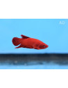 Betta mâle PKHM Fancy/Mascot Red (Betta splendens PKHM Fancy/Mascot Red) 4-5cm