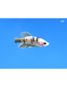Betta mâle Yellow Galaxy (Betta splendens Yellow Galaxy) 4-5cm
