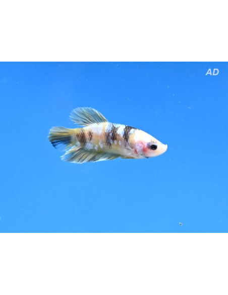 Betta Male Yellow Galaxy 4-5cm
