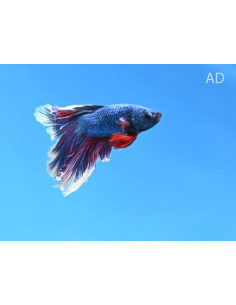 Betta mâle Super Delta (Betta splendens Super Delta) 4-5cm