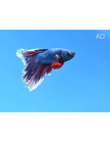 Betta mâle Super Delta (Betta splendens Super Delta) 4-5cm