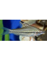 Chilodus punctatus (Chilodus punctatus) 4-5cm Wild