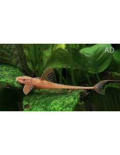 Rineloricaria lanceolata Red (Rineloricaria lanceolata Red) 4,5-5,5cm