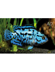 Rocio octofasciata Electric Blue (Rocio octofasciata Blue Dempsey) 2-2,5cm