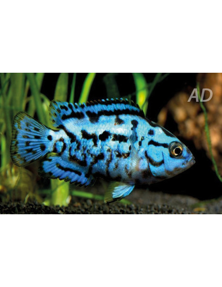 Rocio octofasciata Electric Blue (Rocio octofasciata Blue Dempsey) 2-2,5cm