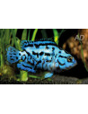 Rocio octofasciata Electric Blue (Rocio octofasciata Blue Dempsey) 2-2,5cm