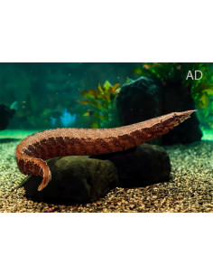 Loche épine Macrognathus circumcinctus (Macrognathus circumcinctus) 15-17cm Wild