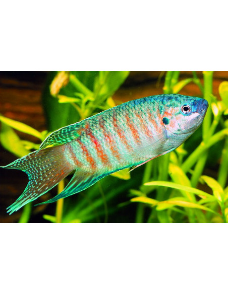 Macropode chinois (Macropodus opercularis) 4-5cm