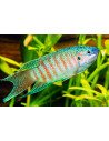 Macropode chinois (Macropodus opercularis) 4-5cm