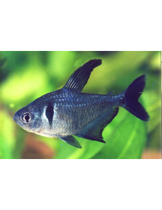 Megalopterus megalopterus (Megalopterus megalopterus) 2-2,5cm