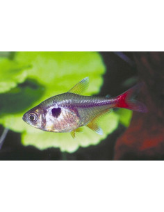 Tétra roseus (Megalamphodus roseus) 2-2,5cm