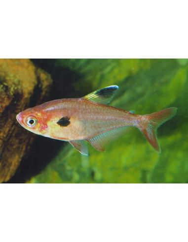 Tétra sweglesi (Megalamphodus sweglesi) 1,5-2cm