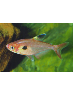Tétra sweglesi (Megalamphodus sweglesi) 2-2,5cm