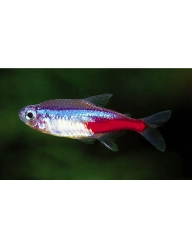 Néon bleu (Paracheirodon innesi) 1,5-1,7cm